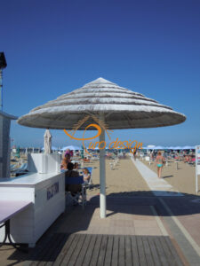 Canna Africana White