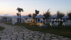 Canna Africana White